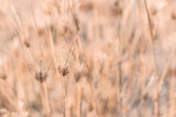 Fototapeta premium Beautiful dry soft and bright flowers of Swollen finger grass (Chloris Barbata) are growing in grassland in dry season as nature background and backdrop