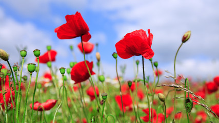 Obraz na płótnie Canvas Wild poppy flowers on blue sky background.