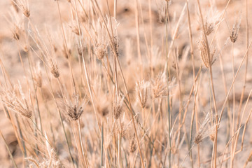 Beautiful dry soft and bright flowers of Swollen finger grass (Chloris Barbata) are growing in grassland in dry season as nature background and backdrop