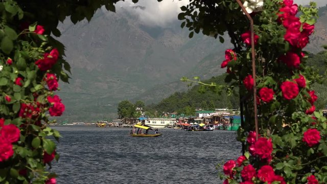 Wide shot of a shikara boat on Dal lake, framed within an arch covered in purple roses, with mountains rising into the clouds behind