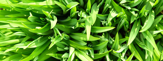 Fototapeta premium fresh green grass panorama in sunlight