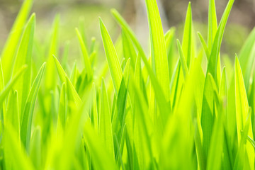 Fototapeta na wymiar fresh green grass under sunlight