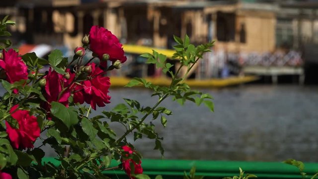 Rack focus and pan from a close up of purple roses, to a wide shot of a shikara boat being rowed in front of waterfront houses