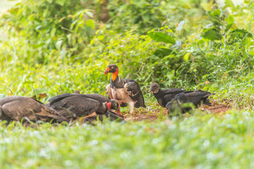 King vulture, Sarcoramphus papa, large bird found in Central and South America. Flying bird, forest...