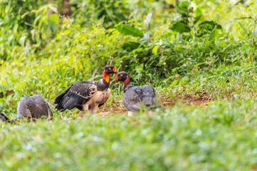 King vulture, Sarcoramphus papa, large bird found in Central and South America. Flying bird, forest in the background. Wildlife scene from tropic nature. Red head bird. Condor with open wing, Panama