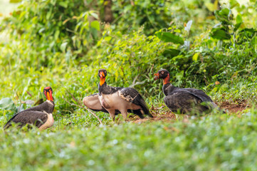 King vulture, Sarcoramphus papa, large bird found in Central and South America. Flying bird, forest in the background. Wildlife scene from tropic nature. Red head bird. Condor with open wing, Panama