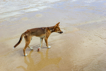 Fototapeta na wymiar Dingo on the beach in Great Sandy National Park, Fraser Island Waddy Point, QLD, Australia