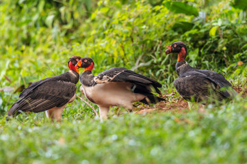 King vulture, Sarcoramphus papa, large bird found in Central and South America. Flying bird, forest in the background. Wildlife scene from tropic nature. Red head bird. Condor with open wing, Panama