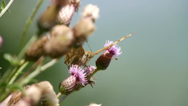 Close Up Beautiful Butterfly Collecting Nectar from a Thistle Flower