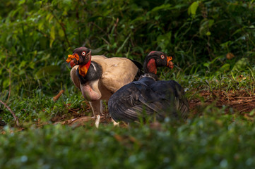 King vulture, Sarcoramphus papa, large bird found in Central and South America. Flying bird, forest in the background. Wildlife scene from tropic nature. Red head bird. Condor with open wing, Panama