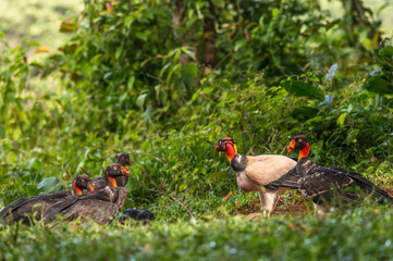 King vulture, Sarcoramphus papa, large bird found in Central and South America. Flying bird, forest in the background. Wildlife scene from tropic nature. Red head bird. Condor with open wing, Panama