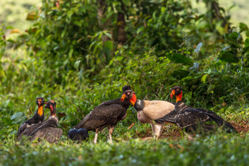 King vulture, Sarcoramphus papa, large bird found in Central and South America. Flying bird, forest in the background. Wildlife scene from tropic nature. Red head bird. Condor with open wing, Panama