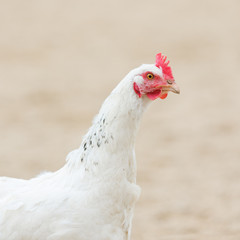 Head of a white hen, chicken's portrait close up