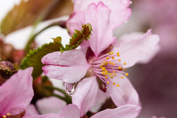pink flowers. sakura
