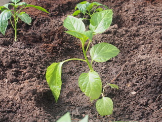 Young sprouts of pepper, planted in the beds in the greenhouse. Agriculture.