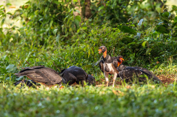King vulture, Sarcoramphus papa, large bird found in Central and South America. Flying bird, forest in the background. Wildlife scene from tropic nature. Red head bird. Condor with open wing, Panama