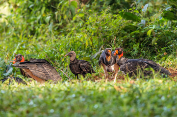 King vulture, Sarcoramphus papa, large bird found in Central and South America. Flying bird, forest...