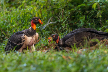 King vulture, Sarcoramphus papa, large bird found in Central and South America. Flying bird, forest in the background. Wildlife scene from tropic nature. Red head bird. Condor with open wing, Panama