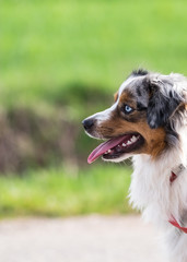 Hund mit blauen Augen