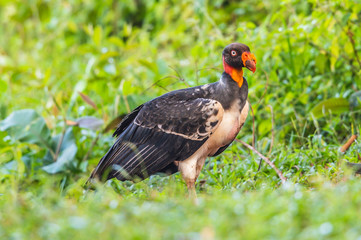 King vulture, Sarcoramphus papa, large bird found in Central and South America. Flying bird, forest in the background. Wildlife scene from tropic nature. Red head bird. Condor with open wing, Panama
