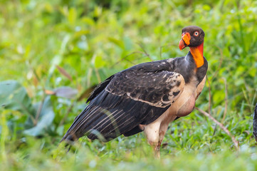 King vulture, Sarcoramphus papa, large bird found in Central and South America. Flying bird, forest in the background. Wildlife scene from tropic nature. Red head bird. Condor with open wing, Panama
