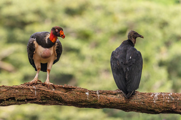 King vulture, Sarcoramphus papa, large bird found in Central and South America. Flying bird, forest...