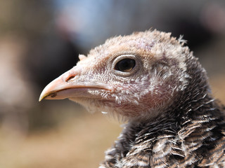 Head shot of wild turkey. Portrait of a young bird Turkey.