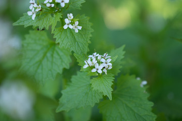 Alliaria petiolata (Knoblauchsrauke)