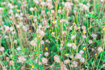 Flowering of Coatbuttons, Mexican daisy, Tridax daisy, Wild Daisy, Widespread weed (Tridax Procumbens) in the field with nature background
