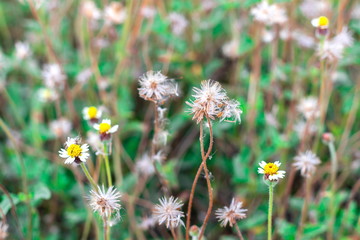 Flowering of Coatbuttons, Mexican daisy, Tridax daisy, Wild Daisy, Widespread weed (Tridax Procumbens) in the field with nature background