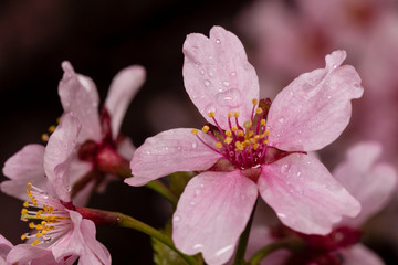blooming cherry tree in spring