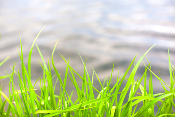 green grass on a background of water