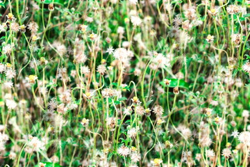 Flowering of Coatbuttons, Mexican daisy, Tridax daisy, Wild Daisy, Widespread weed (Tridax Procumbens) in the field with nature background