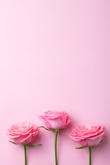 Rose flower on pink background. Top view. Copy space.