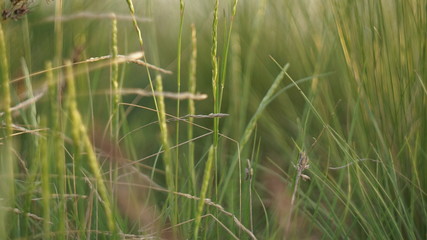 Stipa