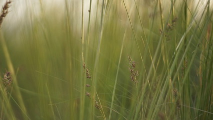 Stipa