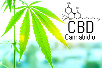 Cannabis concept as a universal remedy, pharmaceutical CBD oil. Concept of using marijuana for...