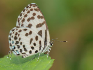 Close up Castalius rosimon (common pierrot) butterfly resting on green leaf with nature blurred background.