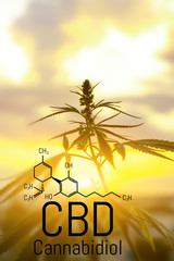 Cannabis concept as a universal remedy, pharmaceutical CBD oil. Concept of using marijuana for...