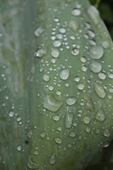Dew, water drops on the leaves of Convallaria majalis common Lily of the valley