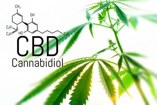 Cannabis concept as a universal remedy, pharmaceutical CBD oil. Concept of using marijuana for medicinal purposes. Hemp organic medicine product. natural herb essential from nature