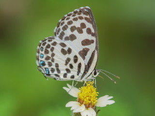 Close up Castalius rosimon (common pierrot) butterfly feeding on pollen flower with green nature blurred background.