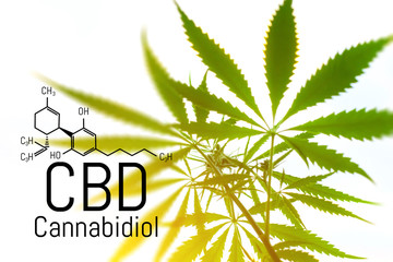 Cannabis concept as a universal remedy, pharmaceutical CBD oil. Concept of using marijuana for...