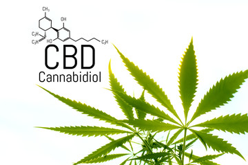 Cannabis concept as a universal remedy, pharmaceutical CBD oil. Concept of using marijuana for medicinal purposes. Hemp organic medicine product. natural herb essential from nature