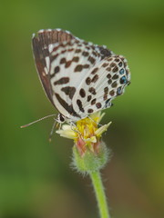 Close up Castalius rosimon (common pierrot) butterfly feeding on pollen flower with green nature blurred background.