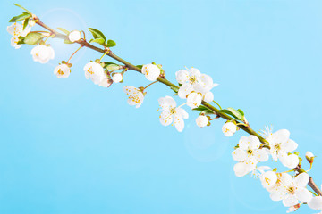 Beautiful delicate spring twigs with white flowers on a blue background. View from above. The flat lay with space for text. Card with delicate flowers Pink floral background