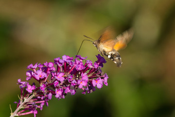 Mariposa Esfinge colibrí (Macroglossum stellatarum) volando y chupando con su larga lengua nectar...