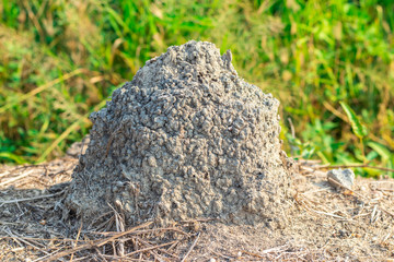 Fototapeta na wymiar Termite mound or termite hill (Anthill) are building the nests with the tunnel inside from the ground in rural garden