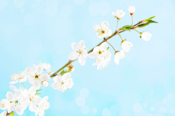 Beautiful delicate spring twigs with white flowers on a blue background. View from above. The flat lay with space for text. Card with delicate flowers Pink floral background