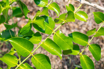 Fresh green leaves with the sharp thorns on the branch of Azima Sarmentosa Benth growing in the tropical meadow of Thailand